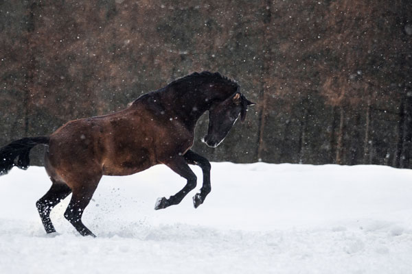 Winterfoto vom Pferd im Galopp